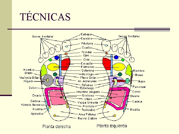 TÉCNICAS 