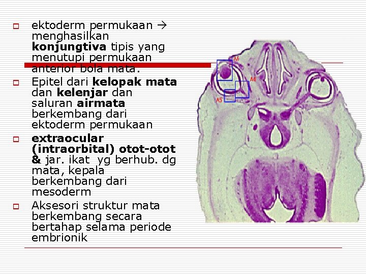 o o ektoderm permukaan menghasilkan konjungtiva tipis yang menutupi permukaan anterior bola mata. Epitel