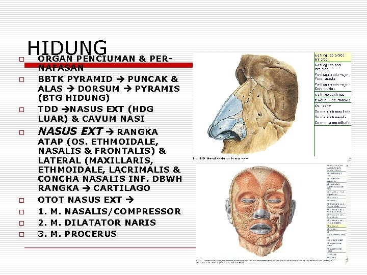 o o o o HIDUNG ORGAN PENCIUMAN & PER- NAFASAN BBTK PYRAMID PUNCAK &