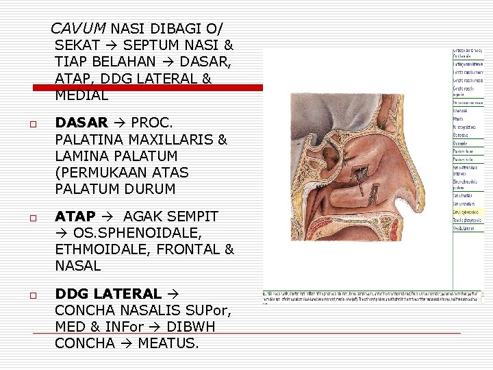 CAVUM NASI DIBAGI O/ SEKAT SEPTUM NASI & TIAP BELAHAN DASAR, ATAP, DDG LATERAL