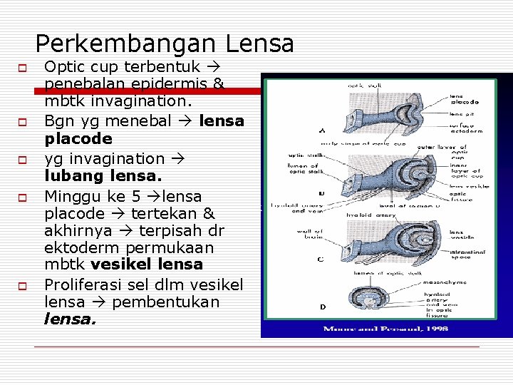 Perkembangan Lensa o o o Optic cup terbentuk penebalan epidermis & mbtk invagination. Bgn