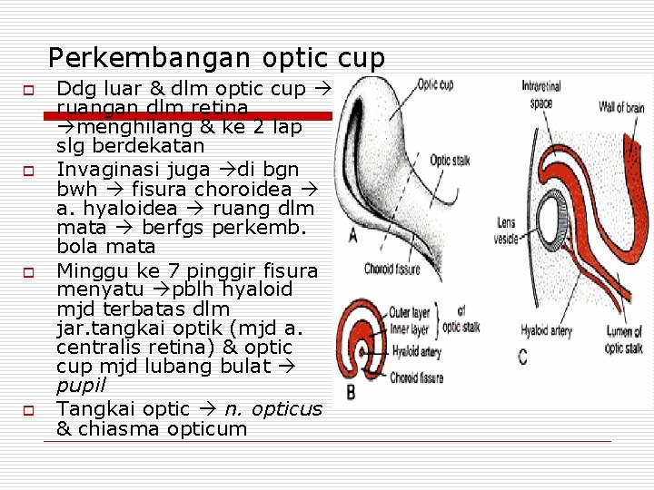 Perkembangan optic cup o o Ddg luar & dlm optic cup ruangan dlm retina