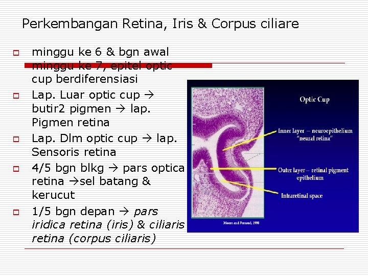Perkembangan Retina, Iris & Corpus ciliare o o o minggu ke 6 & bgn