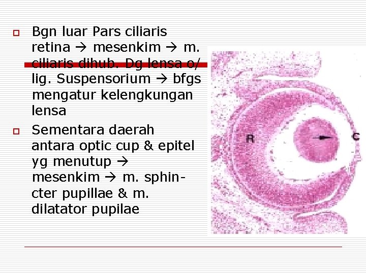 o o Bgn luar Pars ciliaris retina mesenkim m. ciliaris dihub. Dg lensa o/