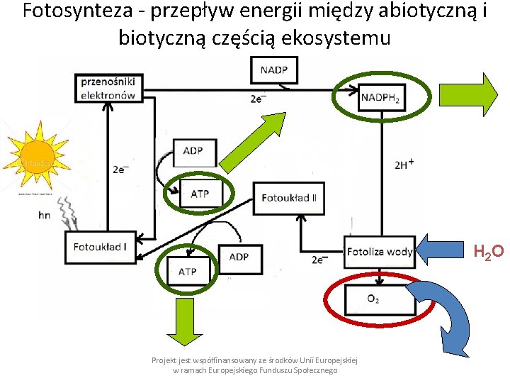 Fotosynteza - przepływ energii między abiotyczną i biotyczną częścią ekosystemu H 2 O Projekt