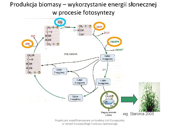 Produkcja biomasy – wykorzystanie energii słonecznej w procesie fotosyntezy wg. Staronia 2003 Projekt jest