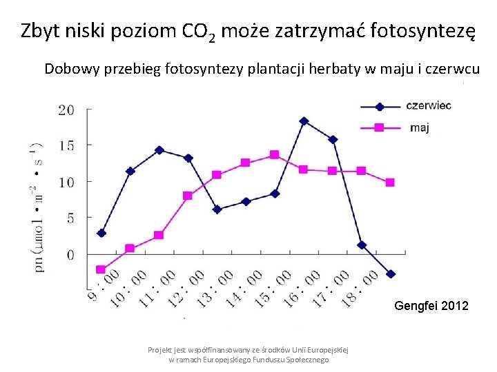 Zbyt niski poziom CO 2 może zatrzymać fotosyntezę Dobowy przebieg fotosyntezy plantacji herbaty w