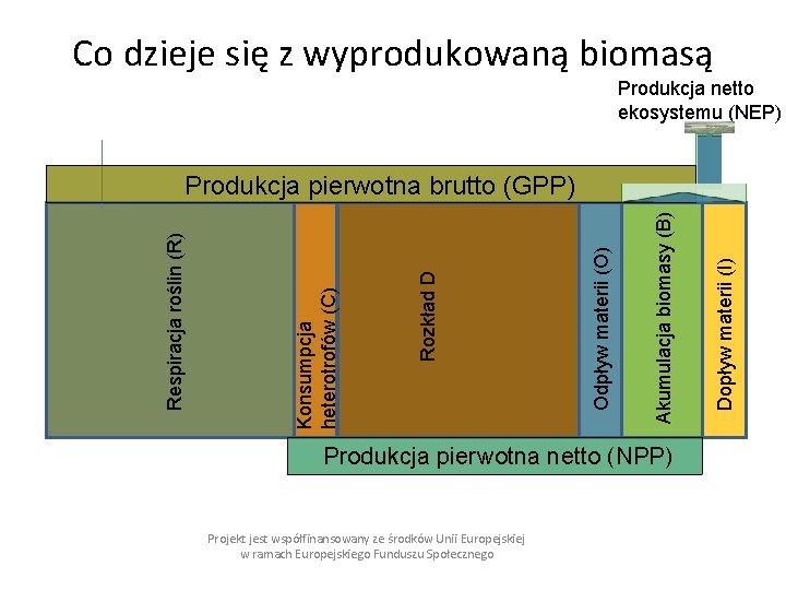 Co dzieje się z wyprodukowaną biomasą Produkcja netto ekosystemu (NEP) Produkcja pierwotna netto (NPP)