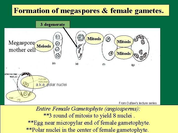 Formation of megaspores & female gametes. 3 degenerate Megaspore Meiosis mother cell a. k.