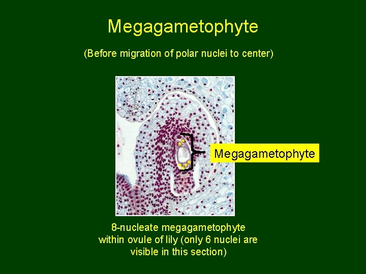 Megagametophyte (Before migration of polar nuclei to center) ** **** Megagametophyte 8 -nucleate megagametophyte