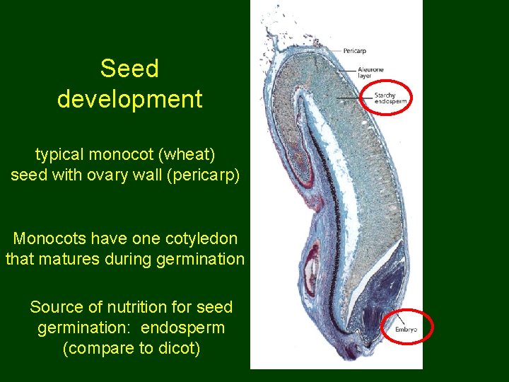 Seed development typical monocot (wheat) seed with ovary wall (pericarp) Monocots have one cotyledon