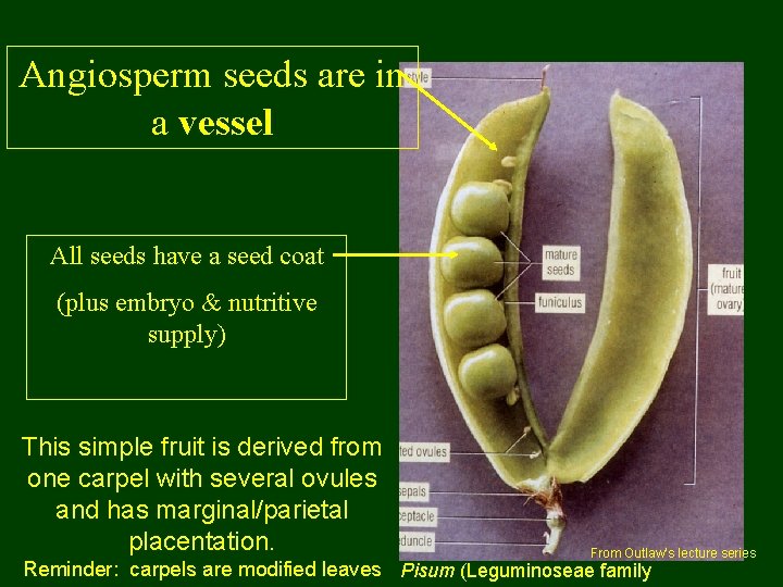 Angiosperm seeds are in a vessel All seeds have a seed coat (plus embryo