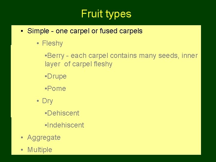 Fruit types • Simple - one carpel or fused carpels • Fleshy • Simple