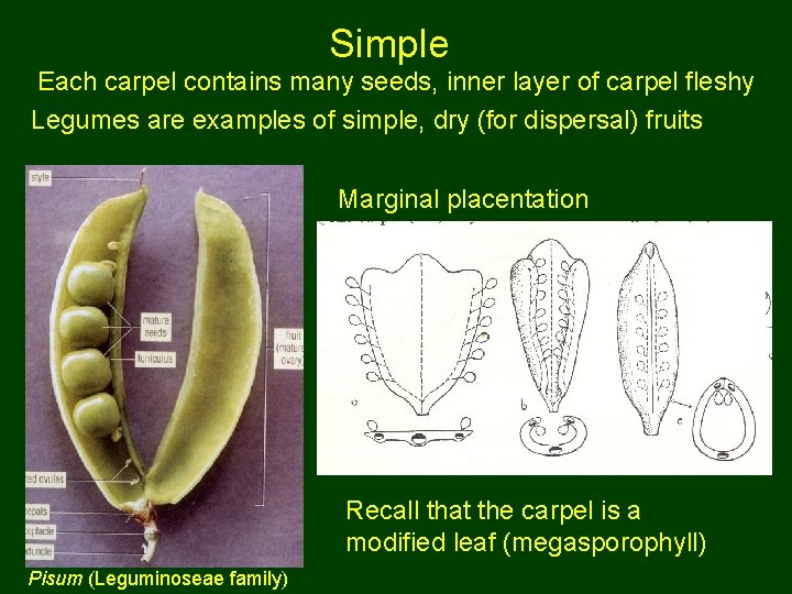 Simple Each carpel contains many seeds, inner layer of carpel fleshy Legumes are examples