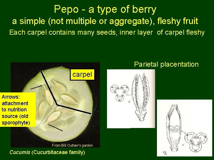 Pepo - a type of berry a simple (not multiple or aggregate), fleshy fruit