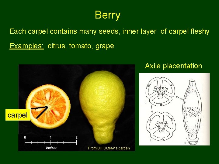 Berry Each carpel contains many seeds, inner layer of carpel fleshy Examples: citrus, tomato,