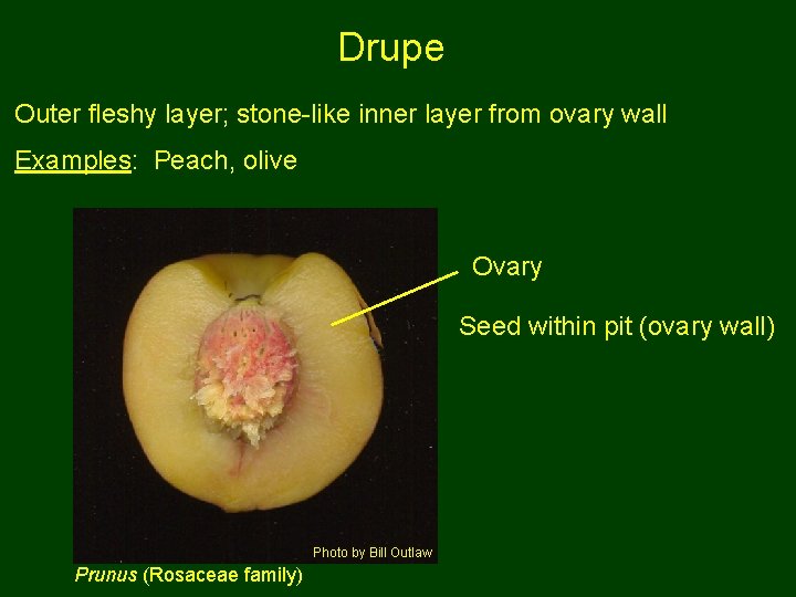 Drupe Outer fleshy layer; stone-like inner layer from ovary wall Examples: Peach, olive Ovary