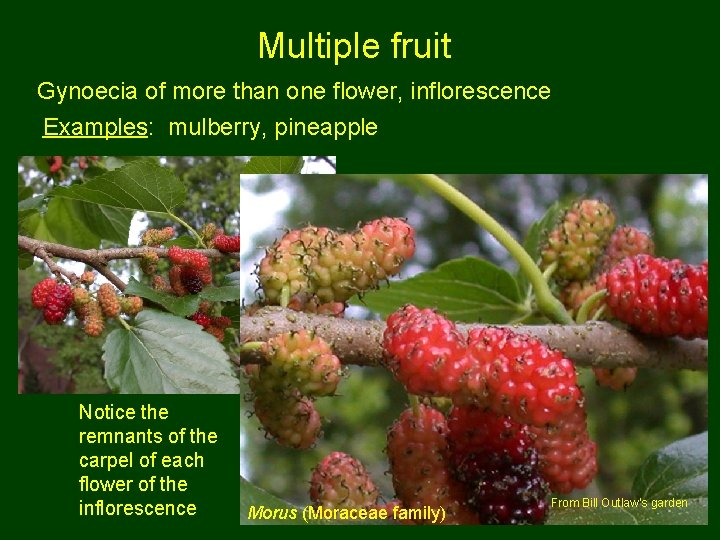 Multiple fruit Gynoecia of more than one flower, inflorescence Examples: mulberry, pineapple Notice the