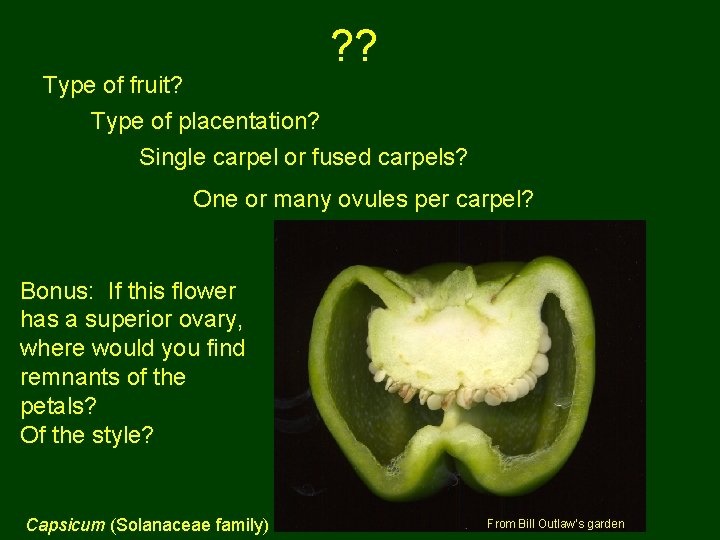 ? ? Type of fruit? Type of placentation? Single carpel or fused carpels? One