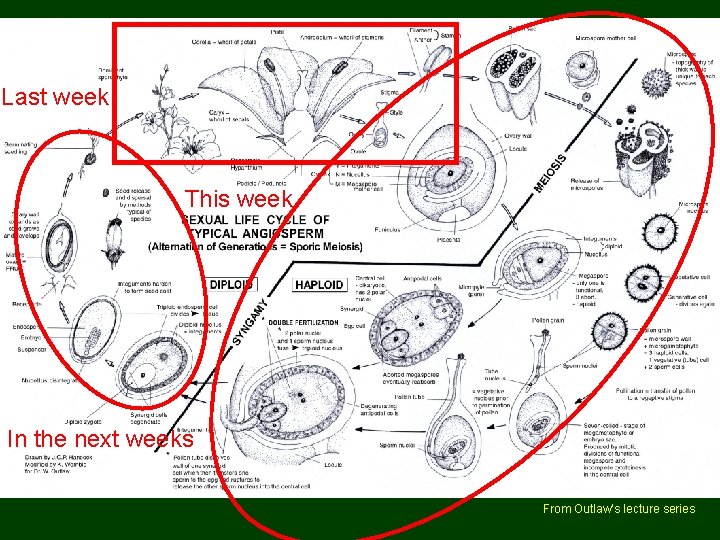 Angiosperm life cycle Last week This week In the next weeks From Outlaw’s lecture