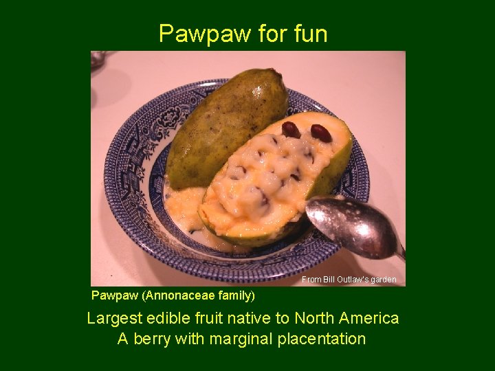 Pawpaw for fun From Bill Outlaw’s garden Pawpaw (Annonaceae family) Largest edible fruit native