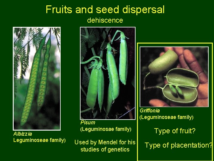 Fruits and seed dispersal dehiscence Albizzia Leguminoseae family) Pisum (Leguminosae family) Used by Mendel
