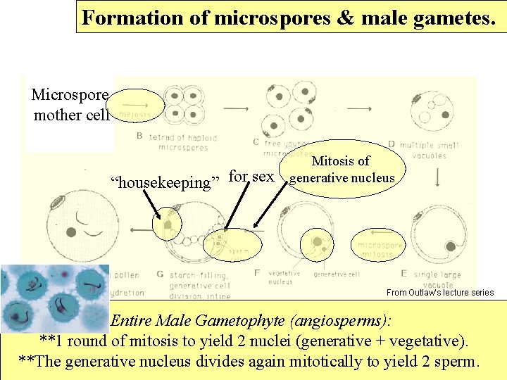 Formation of microspores & male gametes. Microspore mother cell “housekeeping” for sex Mitosis of
