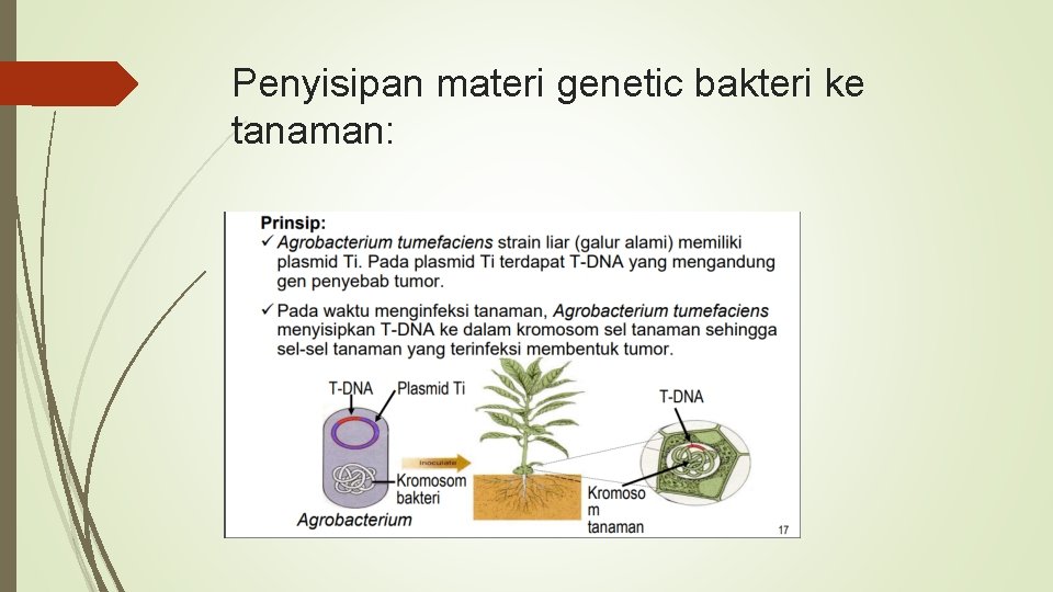 Penyisipan materi genetic bakteri ke tanaman: 