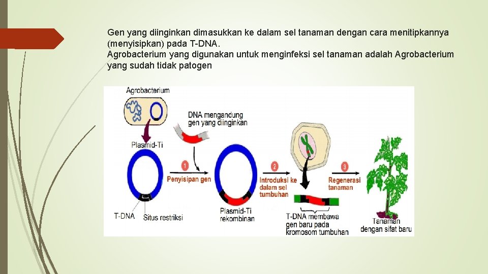 Gen yang diinginkan dimasukkan ke dalam sel tanaman dengan cara menitipkannya (menyisipkan) pada T-DNA.