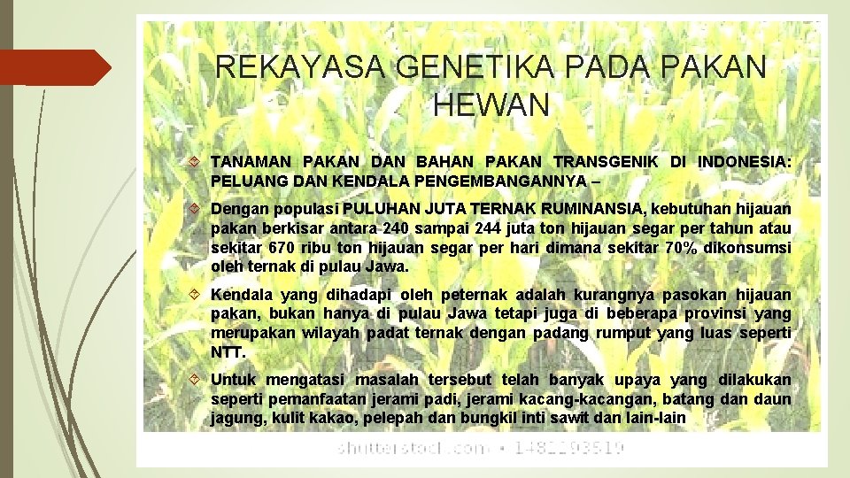 REKAYASA GENETIKA PADA PAKAN HEWAN TANAMAN PAKAN DAN BAHAN PAKAN TRANSGENIK DI INDONESIA: PELUANG