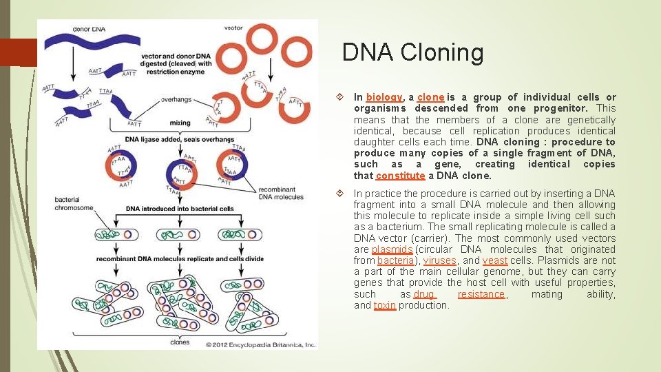 DNA Cloning In biology, a clone is a group of individual cells or organisms