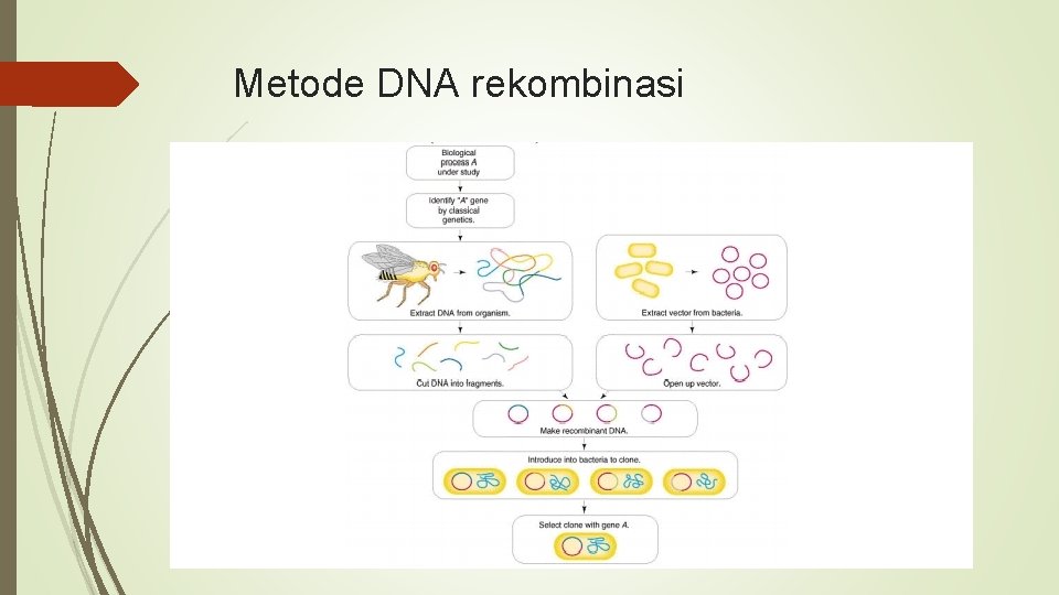 Metode DNA rekombinasi 