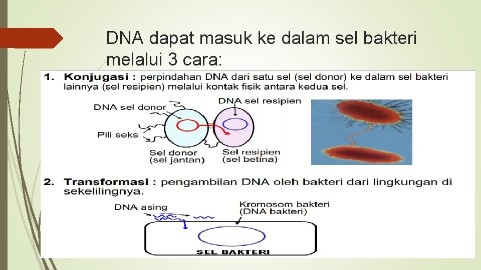 DNA dapat masuk ke dalam sel bakteri melalui 3 cara: 