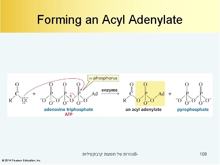 Forming an Acyl Adenylate נגזרות של חומצות קרבוקסיליות 8© 2014 Pearson Education, Inc. 108