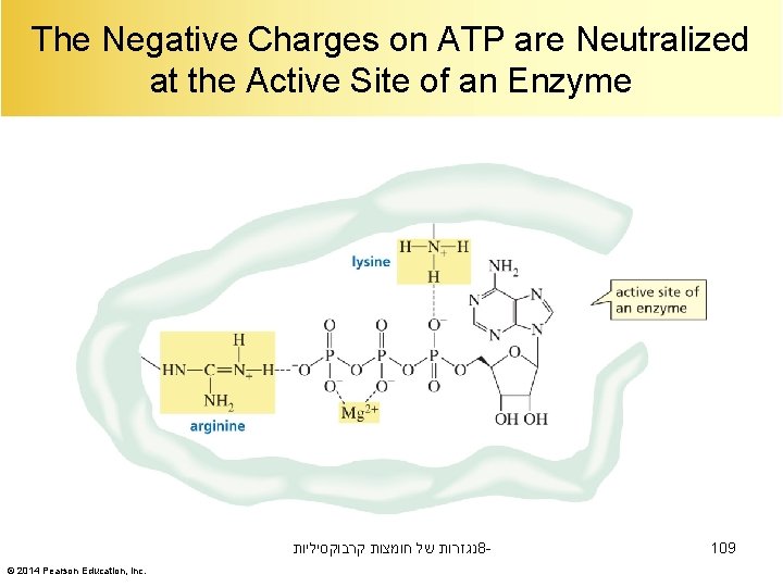 The Negative Charges on ATP are Neutralized at the Active Site of an Enzyme