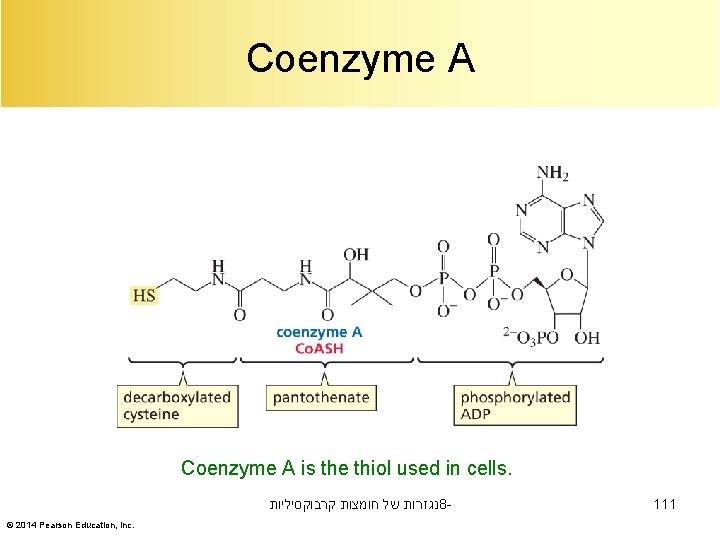 Coenzyme A is the thiol used in cells. נגזרות של חומצות קרבוקסיליות 8© 2014