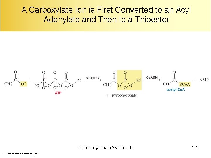 A Carboxylate Ion is First Converted to an Acyl Adenylate and Then to a