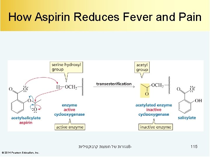 How Aspirin Reduces Fever and Pain נגזרות של חומצות קרבוקסיליות 8© 2014 Pearson Education,