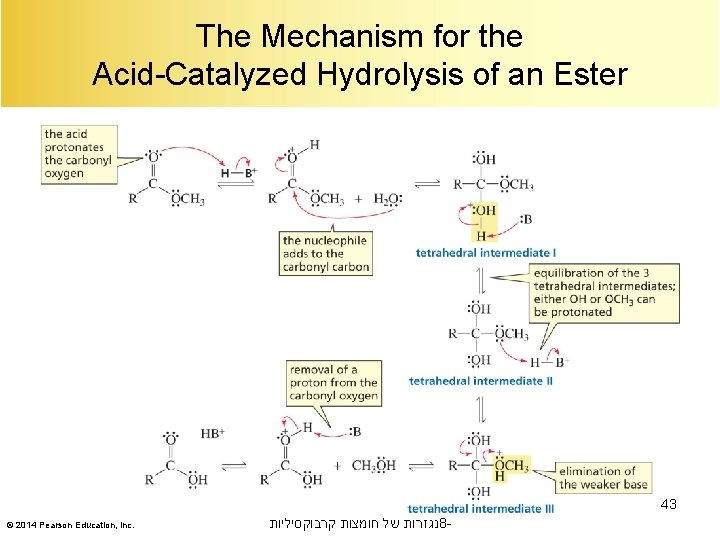 The Mechanism for the Acid-Catalyzed Hydrolysis of an Ester 43 © 2014 Pearson Education,