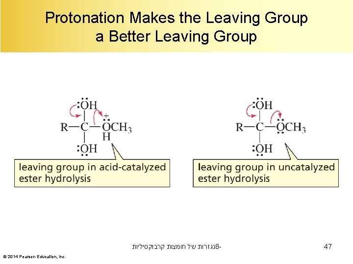 Protonation Makes the Leaving Group a Better Leaving Group נגזרות של חומצות קרבוקסיליות 8©