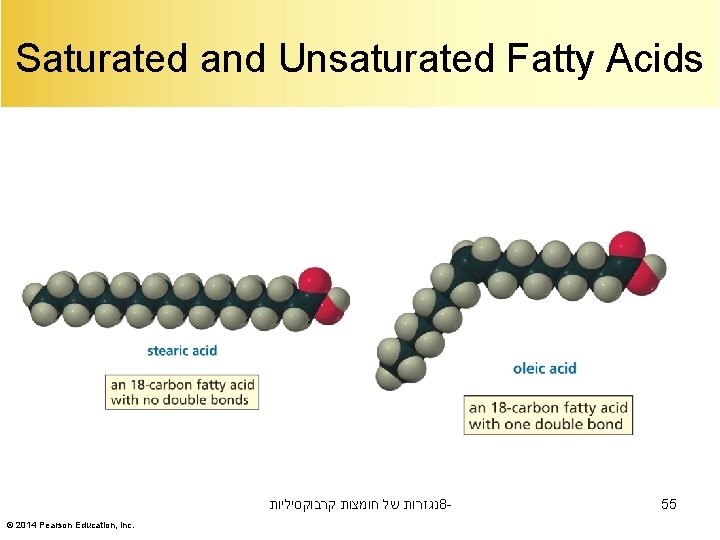 Saturated and Unsaturated Fatty Acids נגזרות של חומצות קרבוקסיליות 8© 2014 Pearson Education, Inc.