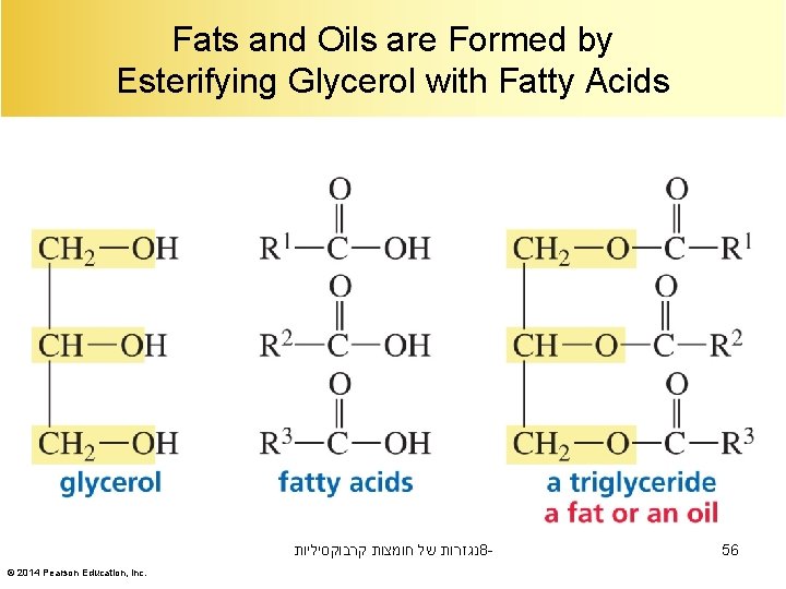 Fats and Oils are Formed by Esterifying Glycerol with Fatty Acids נגזרות של חומצות