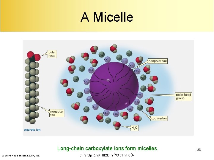 A Micelle Long-chain carboxylate ions form micelles. © 2014 Pearson Education, Inc. נגזרות של