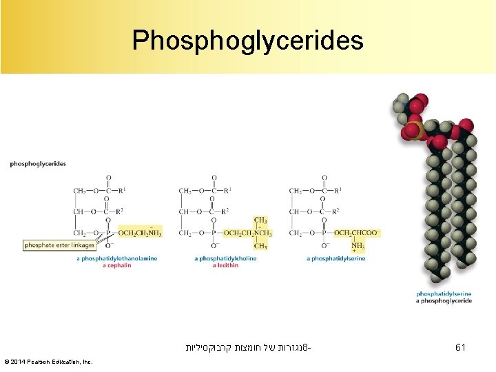 Phosphoglycerides נגזרות של חומצות קרבוקסיליות 8© 2014 Pearson Education, Inc. 61 