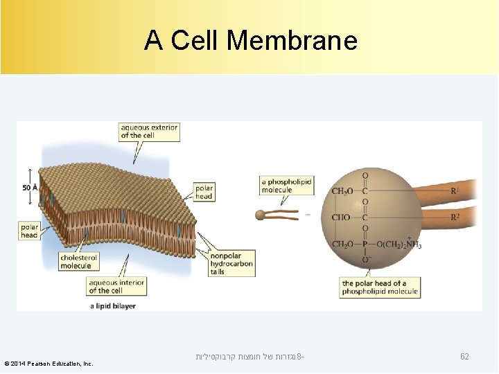 A Cell Membrane © 2014 Pearson Education, Inc. נגזרות של חומצות קרבוקסיליות 8 -