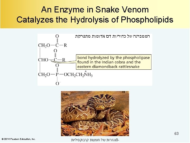An Enzyme in Snake Venom Catalyzes the Hydrolysis of Phospholipids הממברנה של כדוריות דם