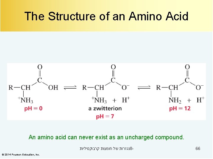 The Structure of an Amino Acid An amino acid can never exist as an