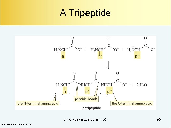 A Tripeptide נגזרות של חומצות קרבוקסיליות 8© 2014 Pearson Education, Inc. 68 