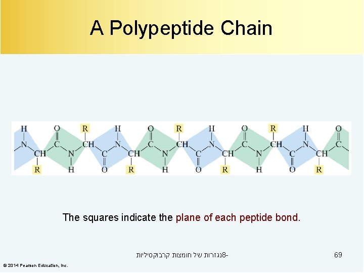 A Polypeptide Chain The squares indicate the plane of each peptide bond. נגזרות של