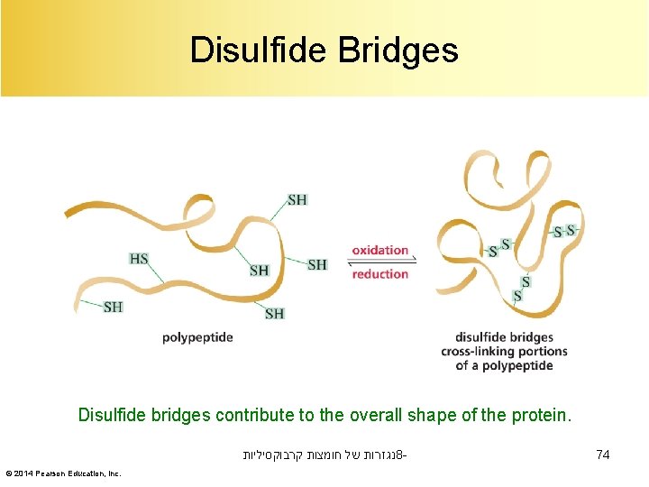Disulfide Bridges Disulfide bridges contribute to the overall shape of the protein. נגזרות של
